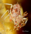   Tiger Shrimp Seraya Secrets Tulamben Bali. Shots taken Nikon D7000 60mm macro SeaSea MDX 7000 Ys110a 1320 f11 ISO 200. Focus was set single eye shot slightly side view angle give more DOF effect. Bali Ys-110a, Ys110a, Ys 110a, 1/320, 1320, 320, f/11, f11, 11, 200 effect  